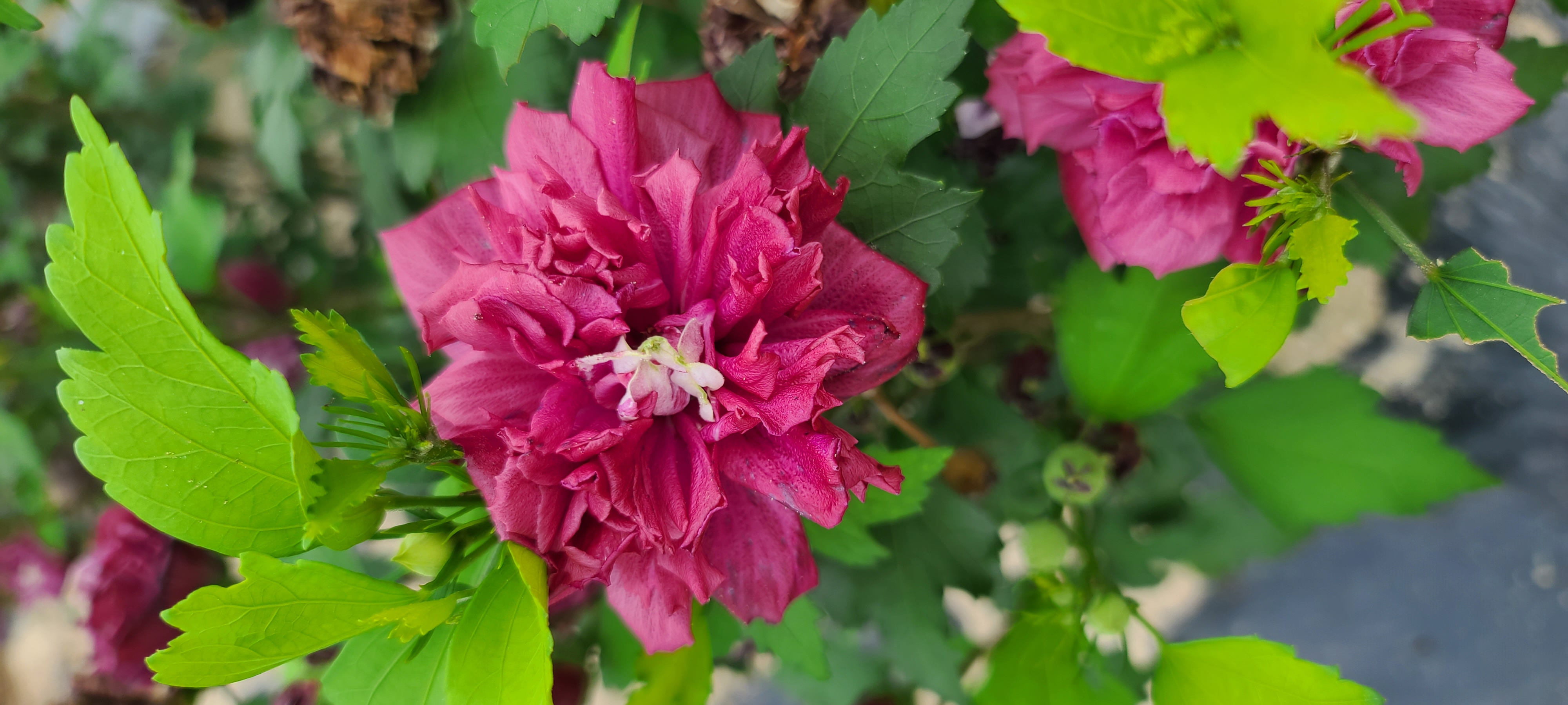 Hibiscus syriacus 'Magenta Chiffon'